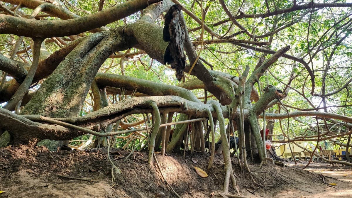Gian Gua Relic Site